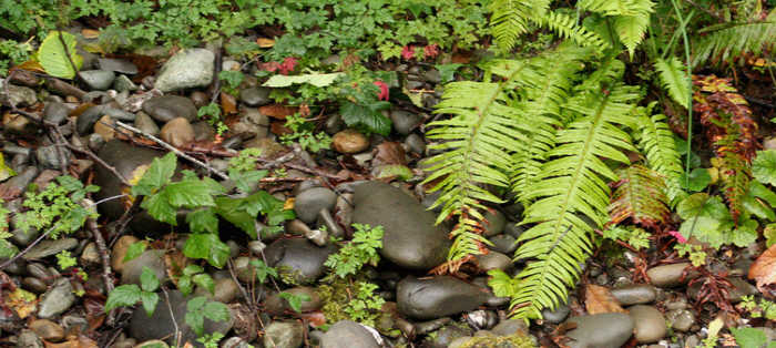 Ferns and river cobble