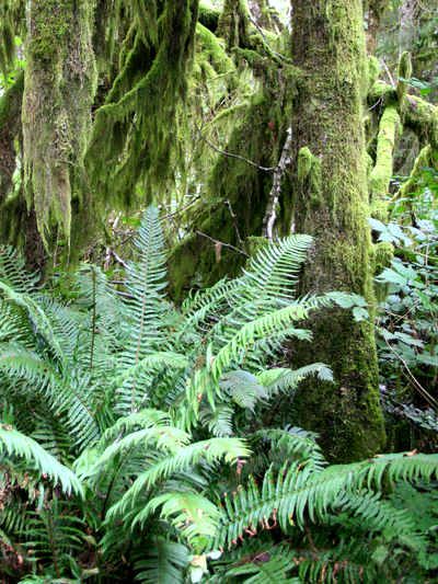Ferns and moss