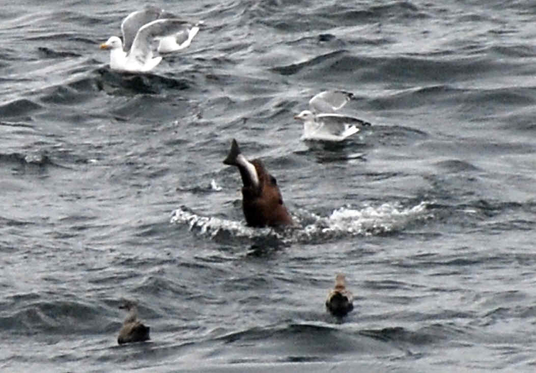 Sea lion eating salmon
