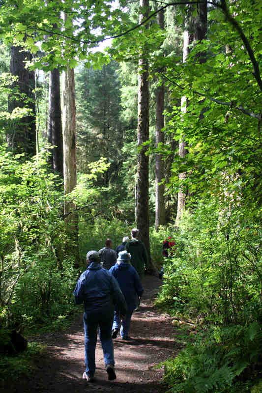 Hikers on wooded path