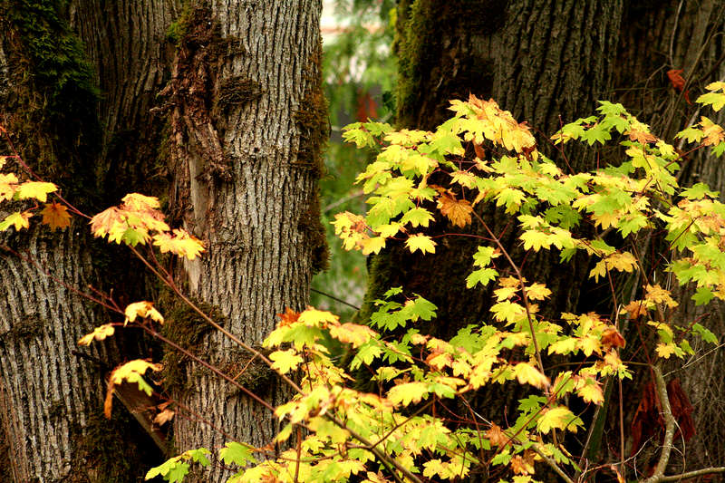 Maple leaves agains conifer trunk