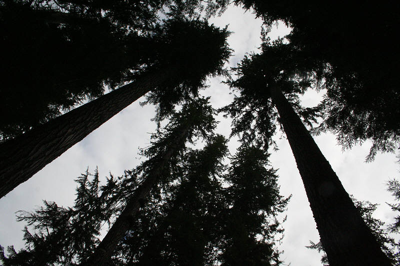 Tree canopy, probably Douglas firs