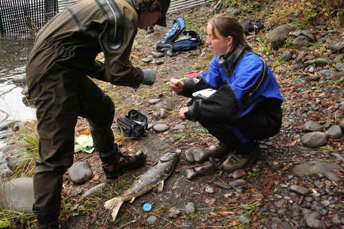 Fisheries biologists at work with salmon