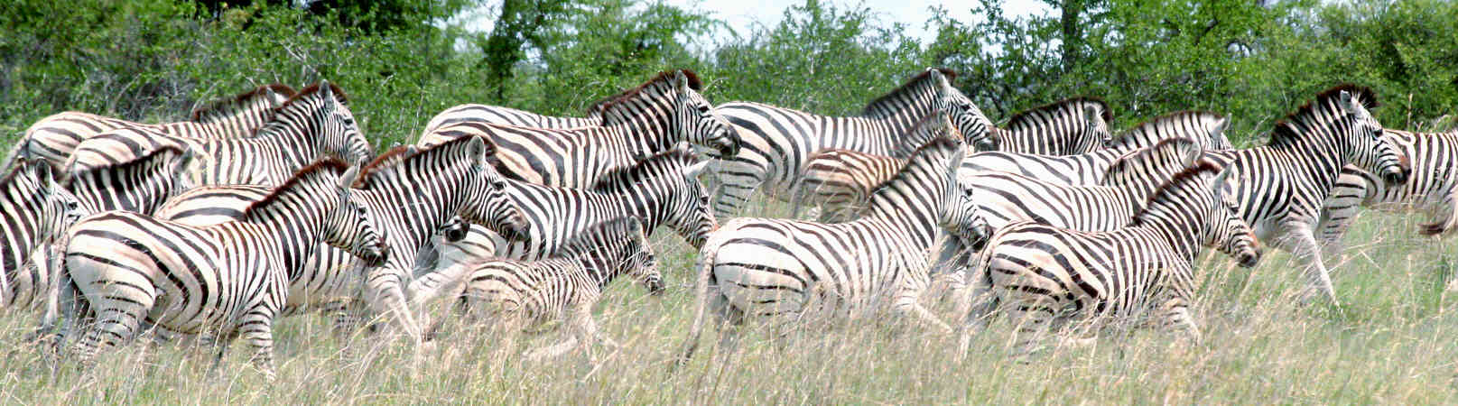 zebra herd running