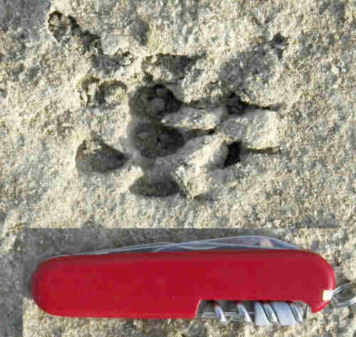 aardwolf tracks