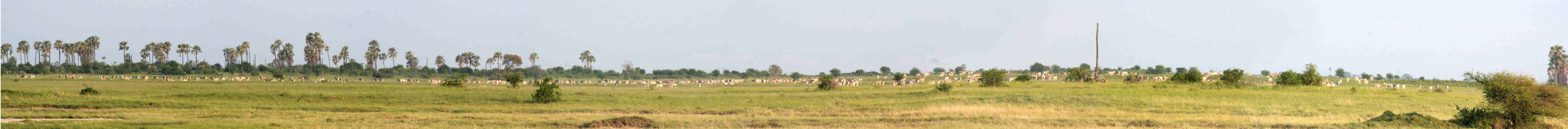 zebra panorama
