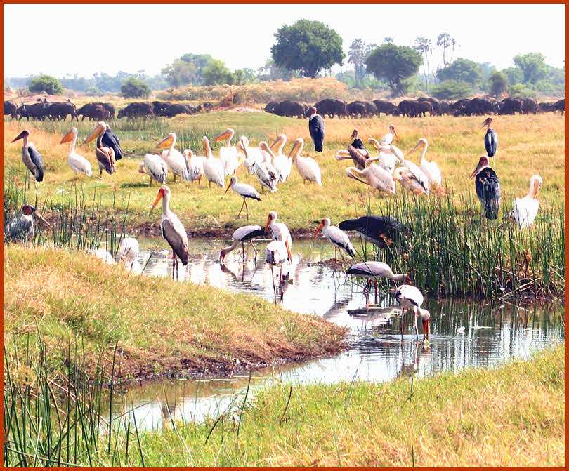 AfricaTrip photo