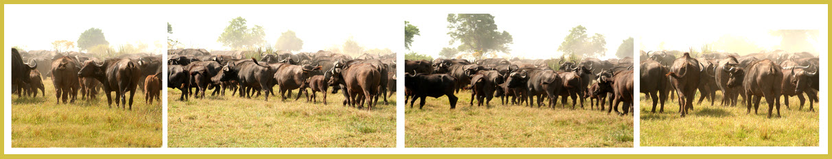 AfricaTrip photo
