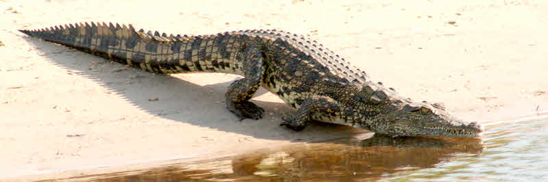 AfricaTrip photo