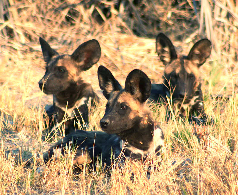 AfricaTrip photo