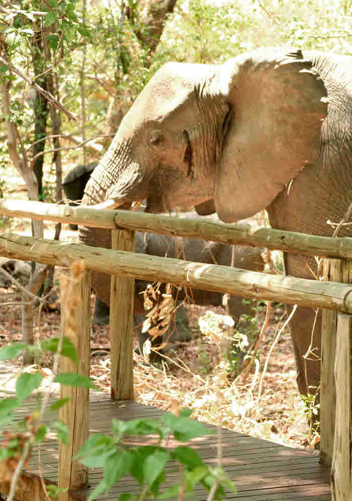 AfricaTrip photo