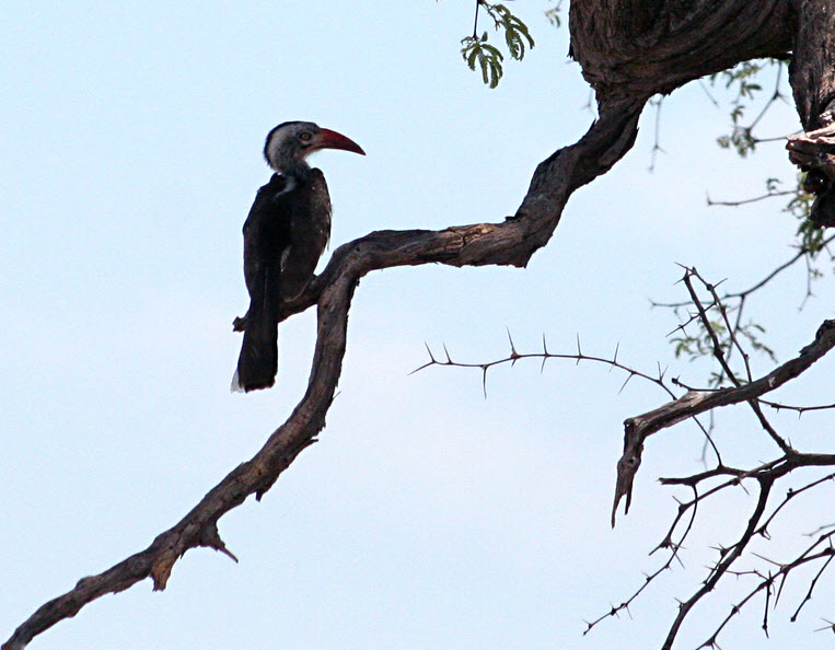 AfricaTrip photo