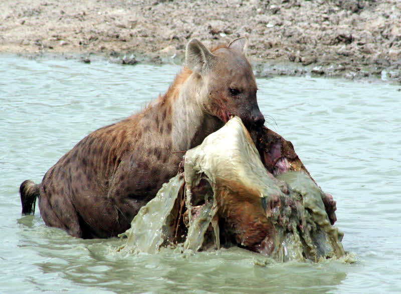 AfricaTrip photo