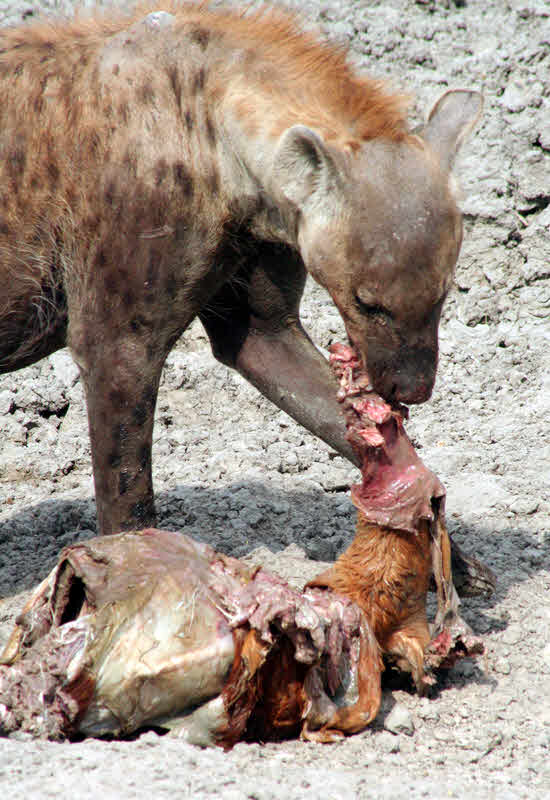 AfricaTrip photo