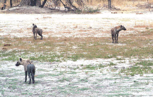 AfricaTrip photo