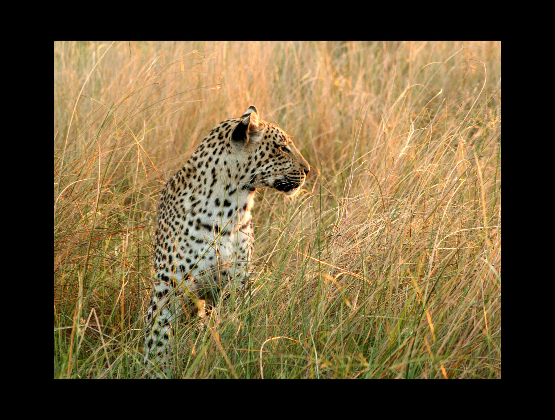 Leopard photo
