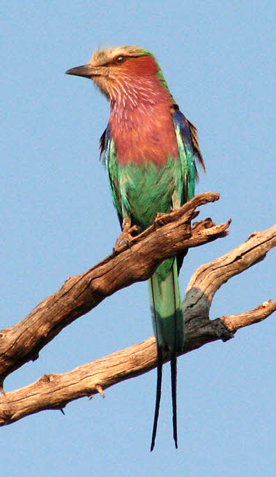 AfricaTrip photo