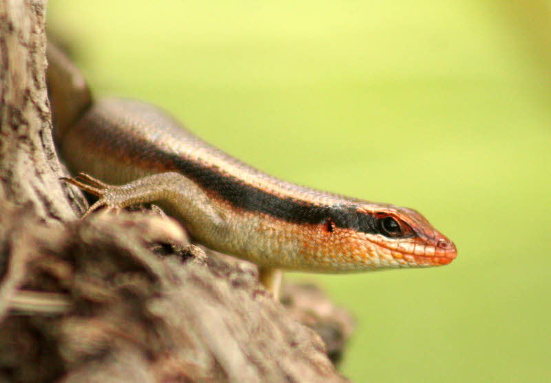 Small skink