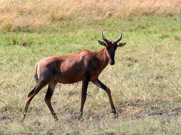 AfricaTrip photo
