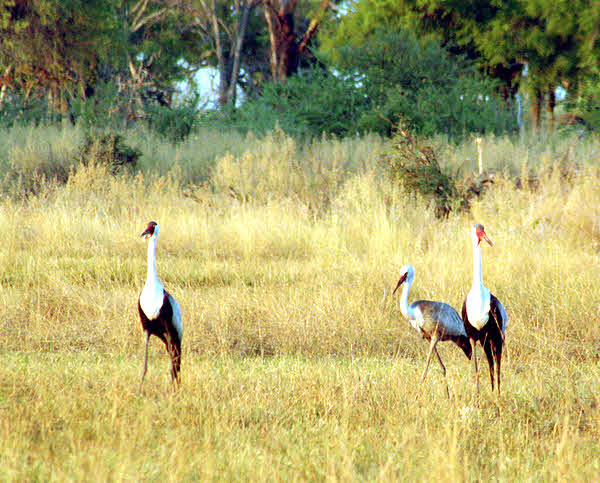 AfricaTrip photo