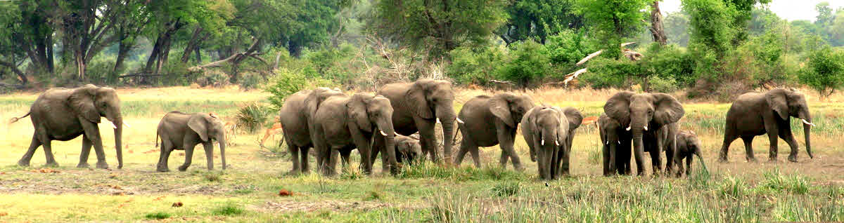 Elephant panorama