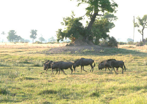 AfricaTrip photo