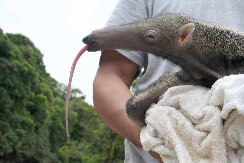 [Image of anteater]