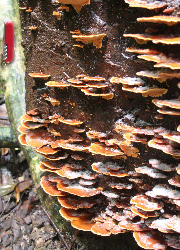 [Image of bracket fungi]
