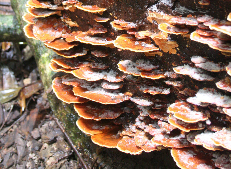[Image of bracket fungi]