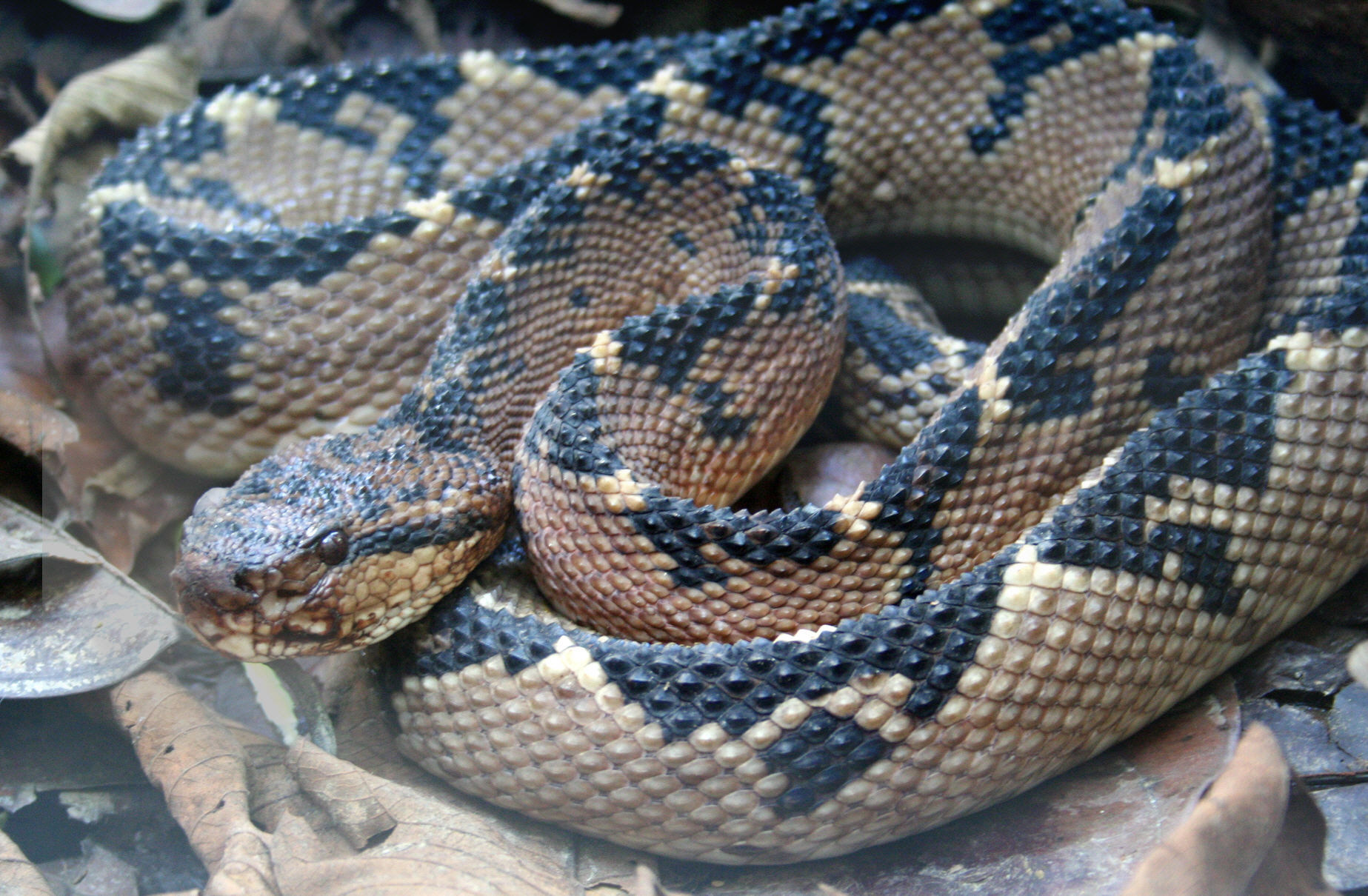 [Image of bushmaster snake]
