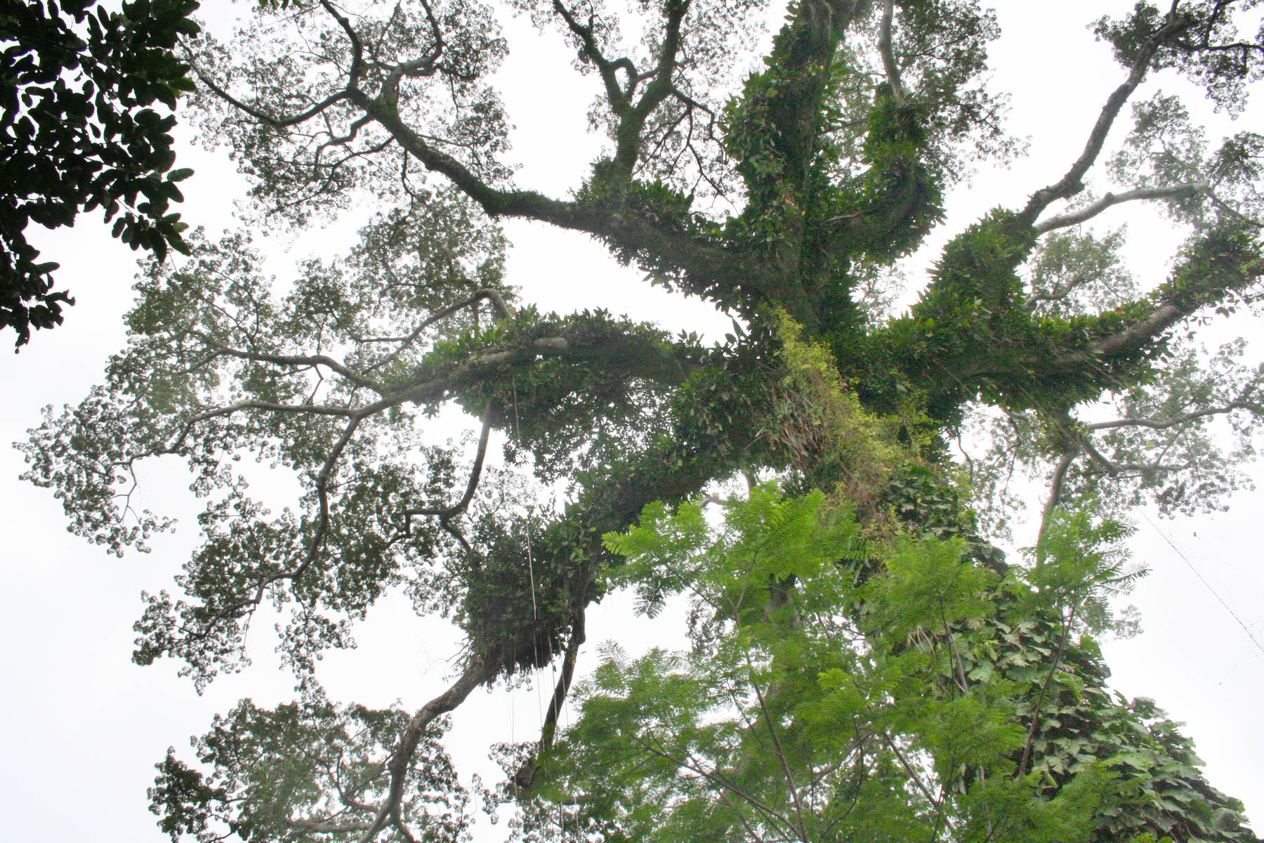 [Image of tree top]