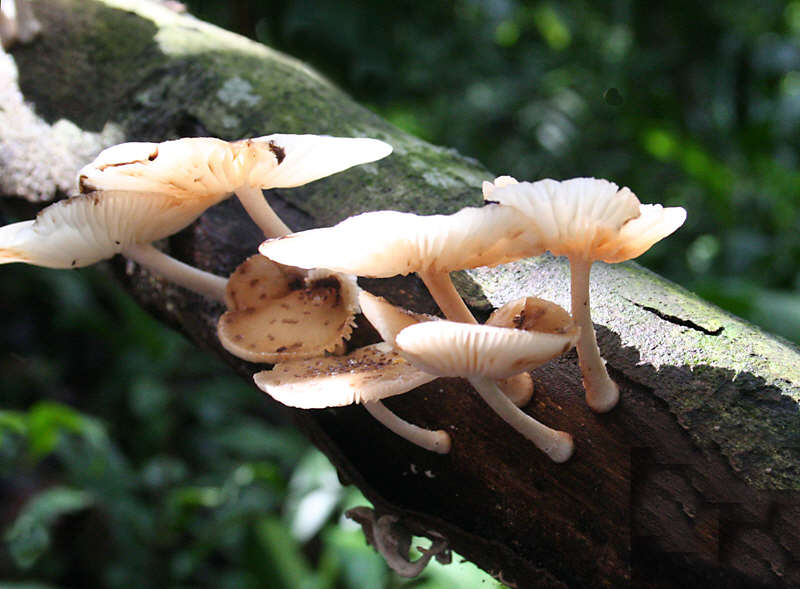 [Image of mushrooms on branch]