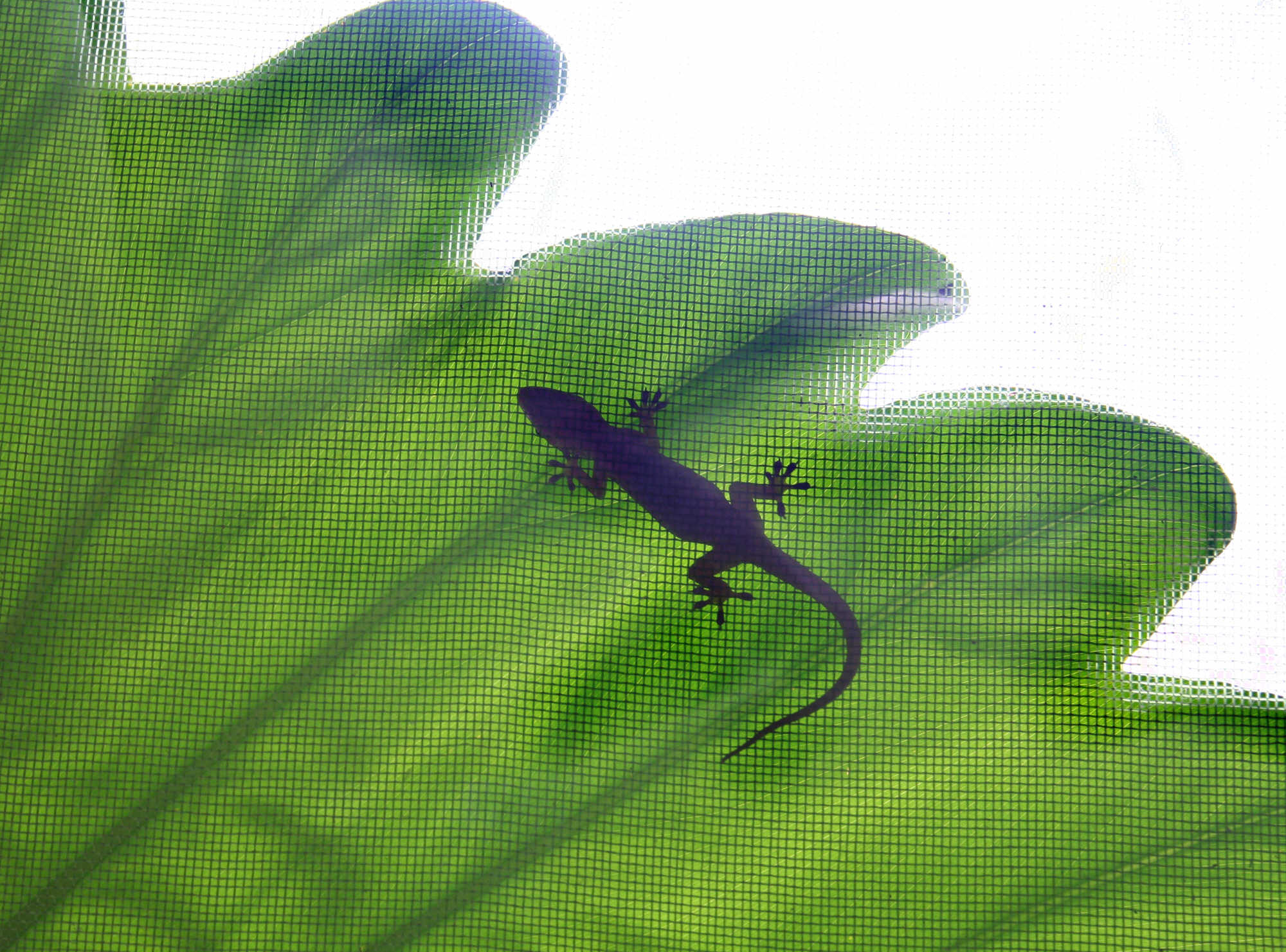 [Image of gecko]
