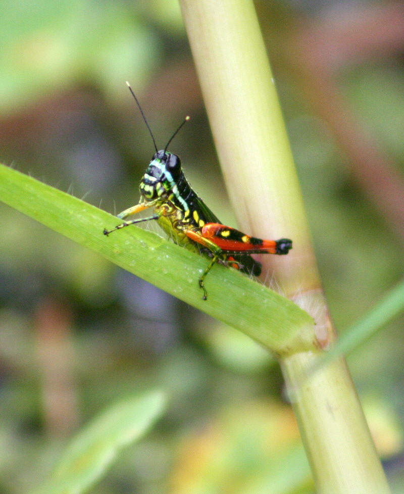 [Image of rainbow grasshopper]