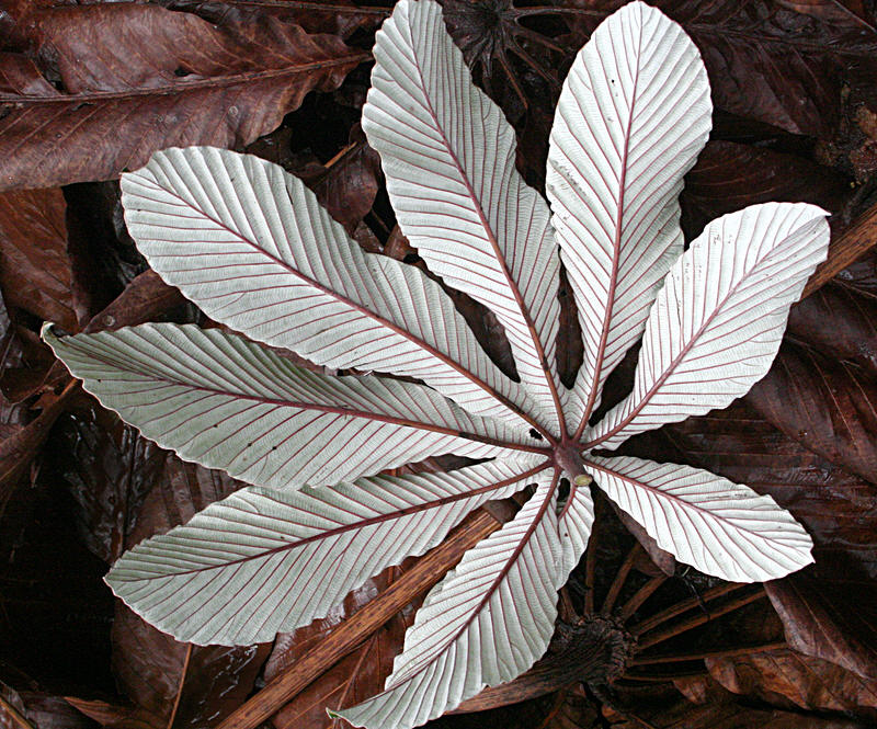 [Image of cecropia leaf]