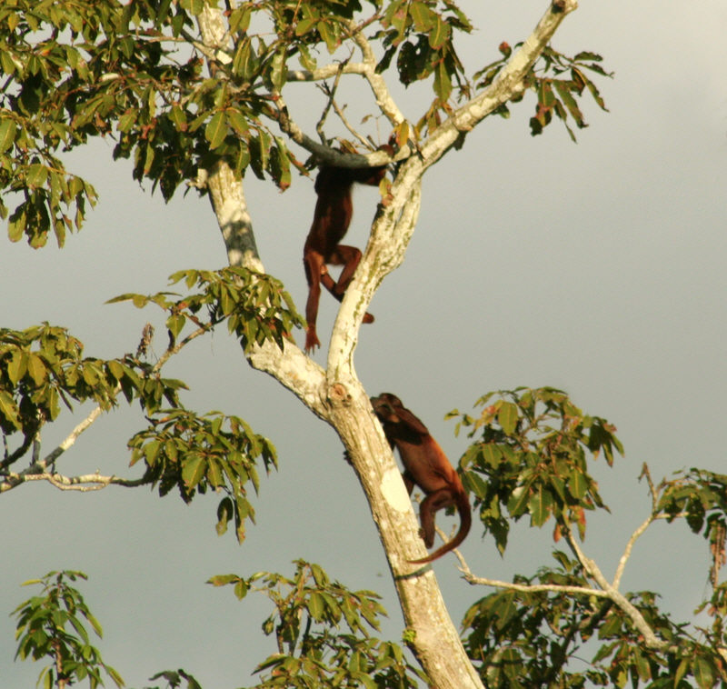 [Image of red howler monkey]