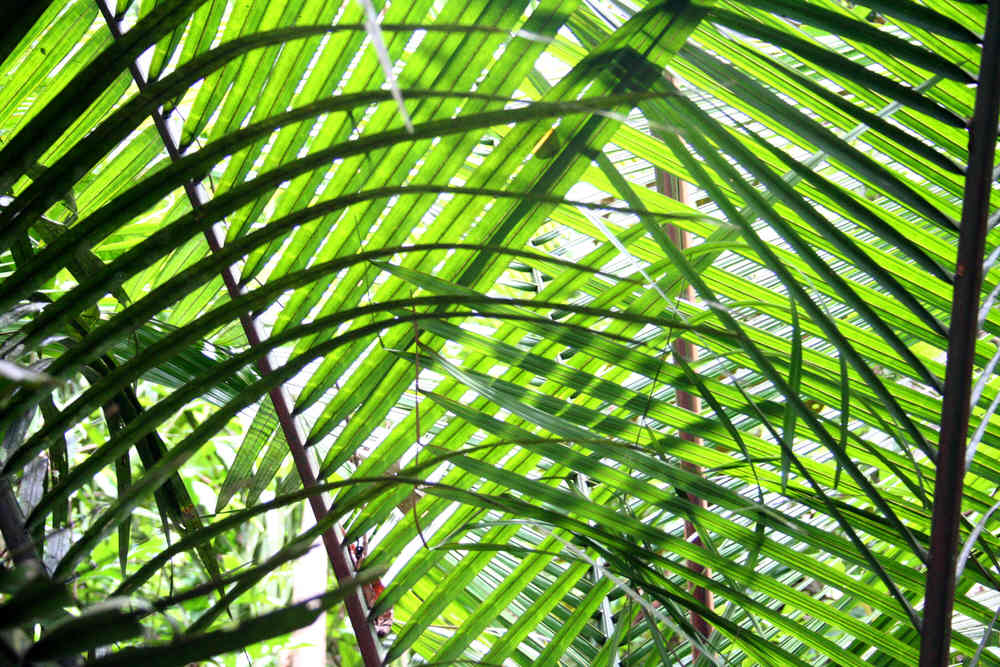 [Image of screen of palm fronds]
