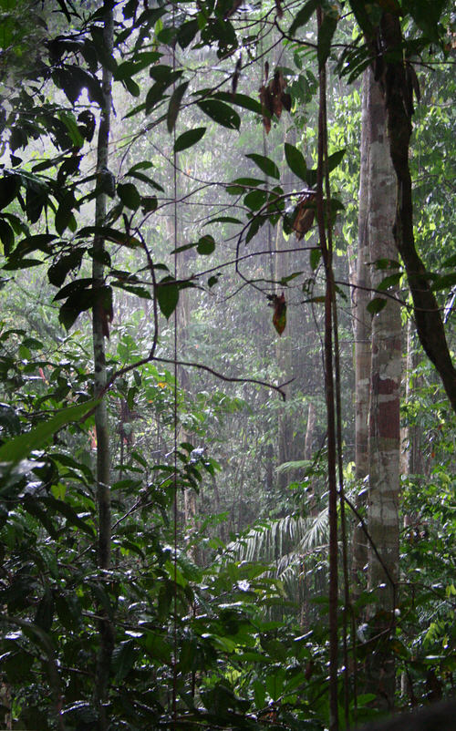 [Image of rainforest]