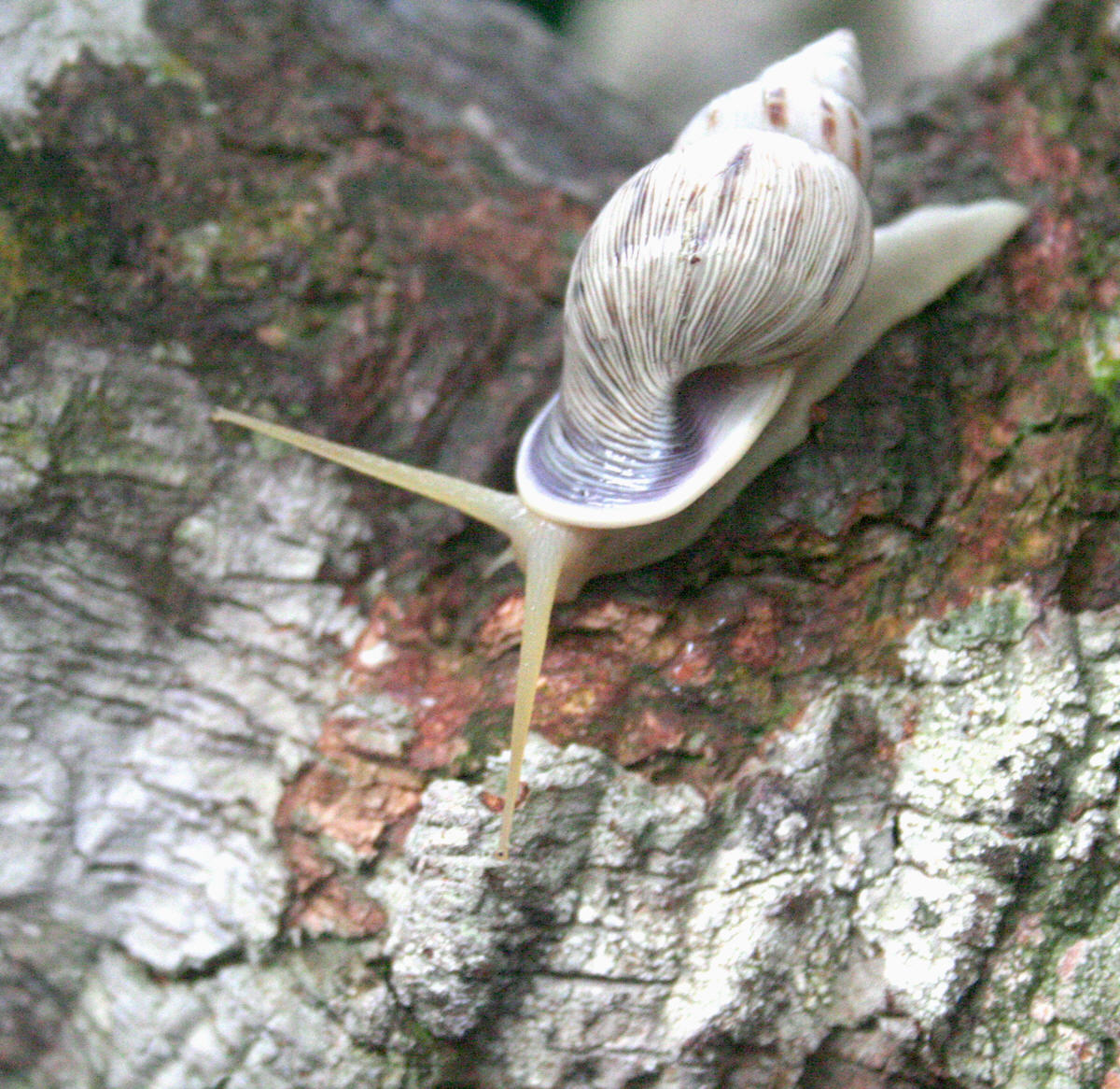 [Image of snail]