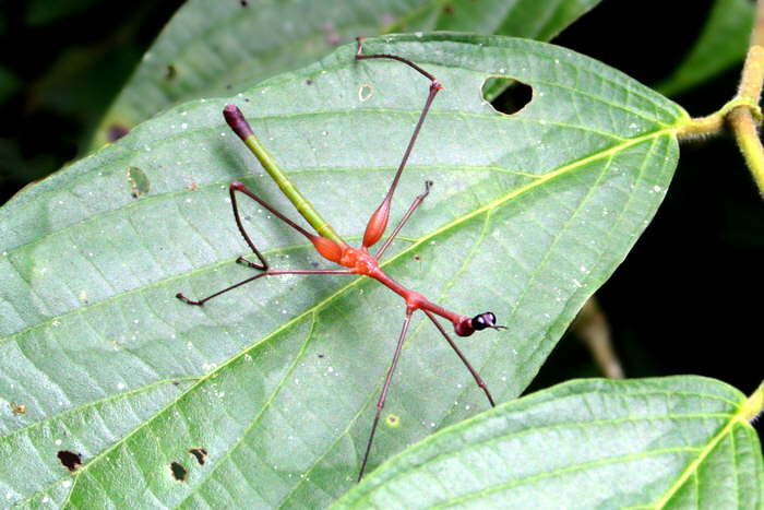 [Image of stick insect]