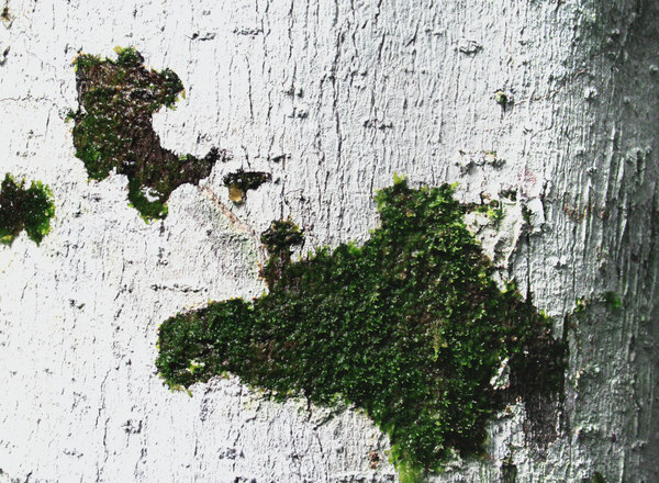 [Image of bark with moss]