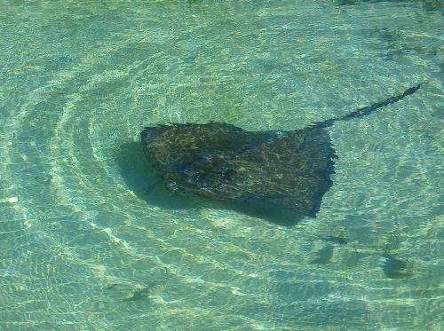 Blue Marlin Lodge photo by RG DeLong