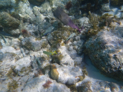 Blue Marlin Lodge photo by RG DeLong