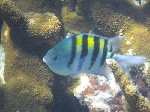 Blue Marlin Lodge photo by RG DeLong