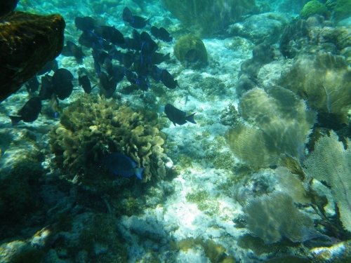 Blue Marlin Lodge photo by RG DeLong