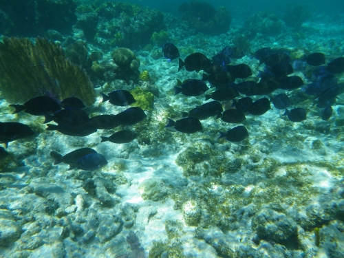 Blue Marlin Lodge photo by RG DeLong