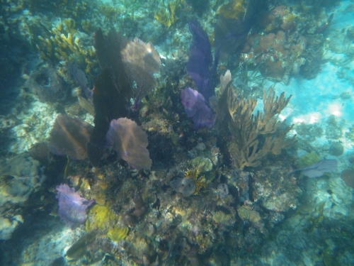 Blue Marlin Lodge photo by RG DeLong