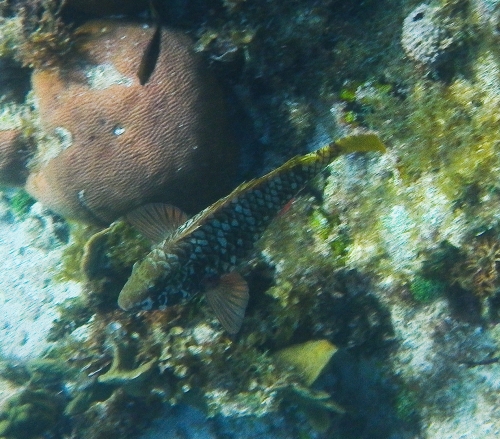 Blue Marlin Lodge photo by RG DeLong
