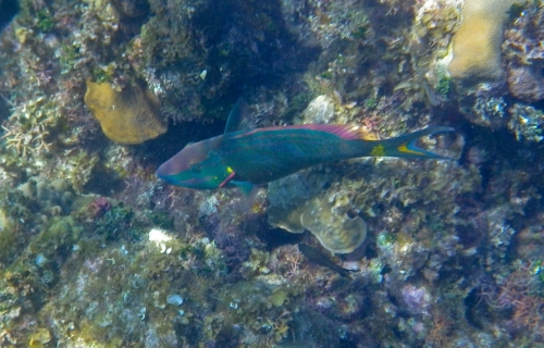 Blue Marlin Lodge photo by RG DeLong