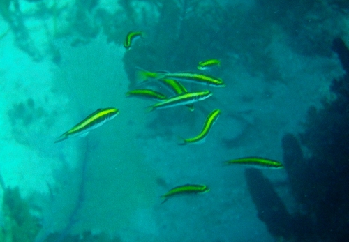 Blue Marlin Lodge photo by RG DeLong